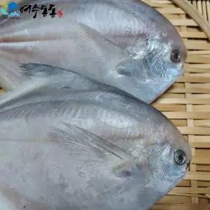 반건조 여수병어 24cm 내외 220g 내외 3마리