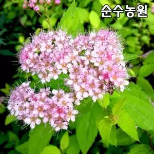 황금조팝나무 묘목 개화주 15cm포트 1개/꽃나무/포인트조경
