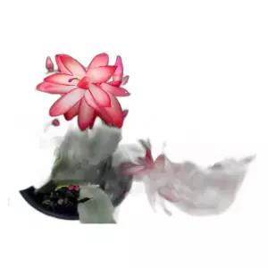 게발선인장 크리스마스선인장 꽃피는 다육식물 1+1