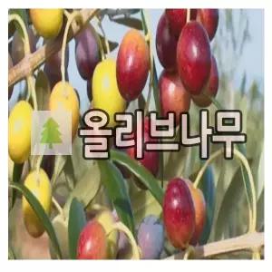 올리브나무 묘목 일반종 60cm 내외