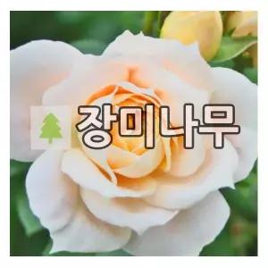 장미나무 묘목 독일장미 사계 라이온즈 로즈 개화주