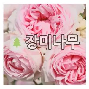 장미나무 묘목 독일장미 사계 벨렌슈필 개화주