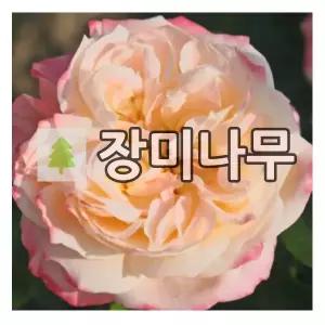 장미나무 묘목 사계 독일장미 콩코드 개화주