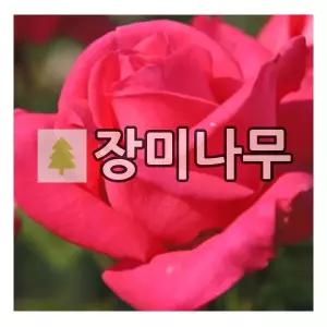 장미나무 묘목 독일 사계장미 체리레이디