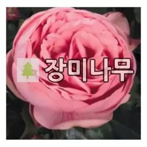 장미나무 묘목 사계덩굴장미 해피피아노