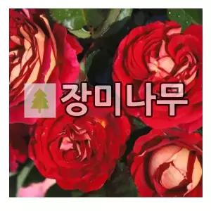 장미나무 묘목 사계 독일장미 데제헨스 베르테 개화주