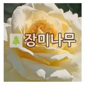장미나무 묘목 독일장미 사계 라페를라 개화주