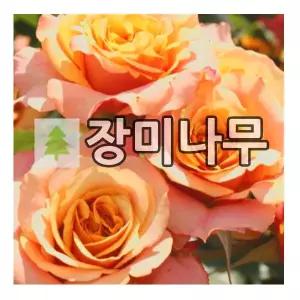 장미나무 묘목 독일장미 사계 라빌라코타 개화주