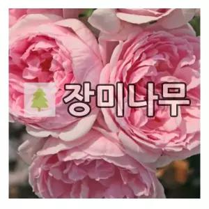 장미나무 묘목 사계 독일장미 신데렐라 개화주