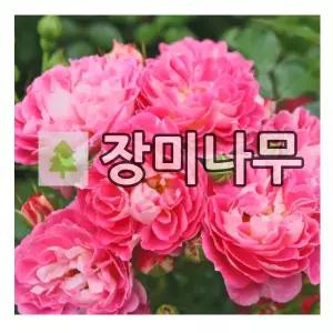장미나무 묘목 사계 독일장미 샤르망 개화주