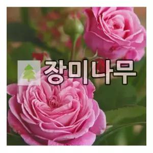 장미나무 묘목 독일장미 사계 로젠 그레핀 마리앙리에뜨 개화주