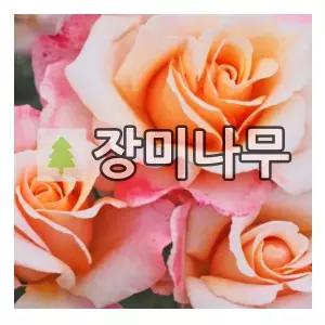 장미나무 묘목 독일장미 사계 오해피데이 개화주