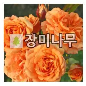 장미나무 묘목 사계 독일장미 벤타이머골드 개화주