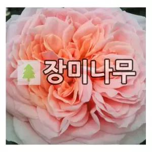 장미나무 묘목 독일장미 사계 아모로사 개화주