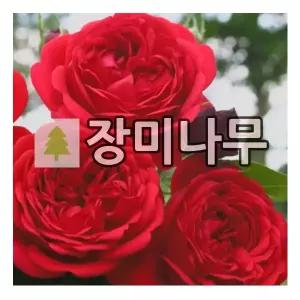 장미나무 묘목 사계 독일장미 아웃 오브 로젠하임