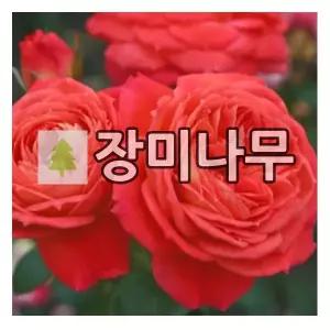 장미나무 묘목 독일장미 사계 퀸오브하트 개화주