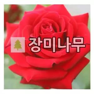 사계장미나무 묘목 유럽장미 루주메이양