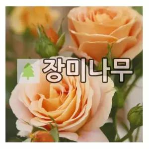 장미나무 묘목 독일장미 사계 벵갈리 개화주