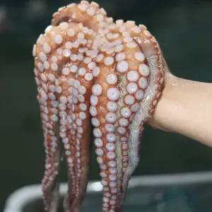 남해안 활 돌문어 1kg 1~4미 자연산 여수 통영 문어 빙장포장