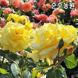 유럽사계덩굴장미 묘목, 에버골드 개화주 포트1개/넝쿨, 줄장미/꽃나무