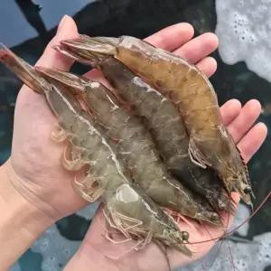 국내산 신안 활새우 1kg 노지 새우 37미 내외