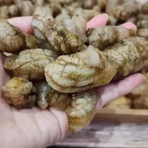통통 오만둥이 1kg