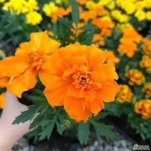 메리골드 모종 주황 12개 꽃 모종 화단