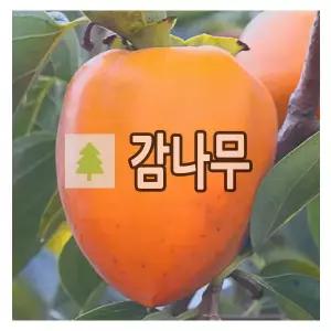 감나무 묘목 개량대봉 야오끼 R3cm