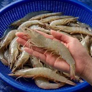 [당일조업] 국산 제철 새우 흰다리새우 1kg
