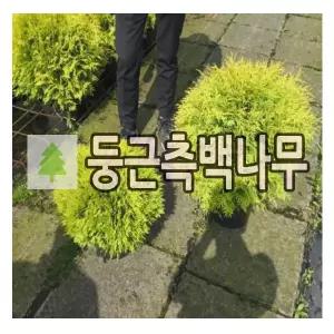 둥근측백나무 묘목 미러잼 6치포트