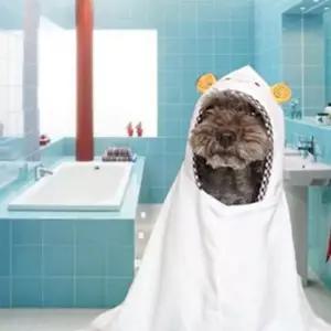 강아지 목욕 가운 펫 타올 샤워 수건 XL 애견 옷