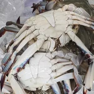 활꽃게 제철 꽃게 생물 1kg 