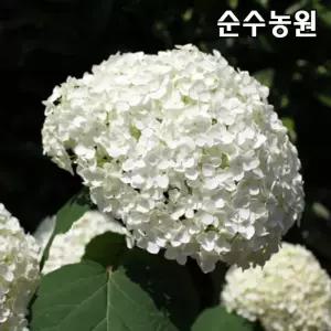 아나벨수국나무 묘목 개화주 12ℓ포트 1개/미국수국/꽃나무/조경수