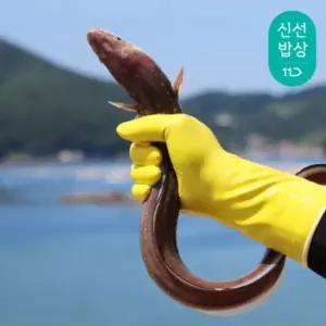 [품질보장]이순신수산 통영 국내산 붕장어 아나고 자연산 바다장어 [대] 1kg (3미)손질후 600g