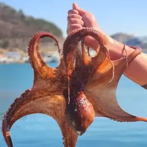 자연산 돌문어 남해안 활 문어 생물 제수용 1kg (2시 이전 주문건 당일 발송)