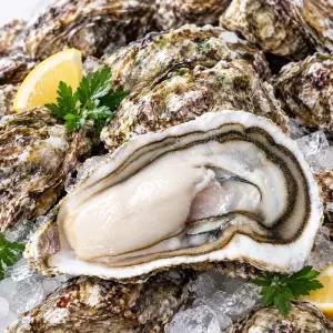 통영 싱싱 삼배체굴 1kg 대왕굴 1-4미 내외