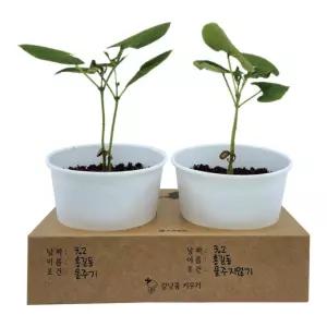 골라온 강낭콩 화분 키우기 체험학습