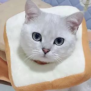 쿠션넥카라 고양이 강아지 부드러운 사이즈조절 목보호대 중성화넥카라 고양이 강아지