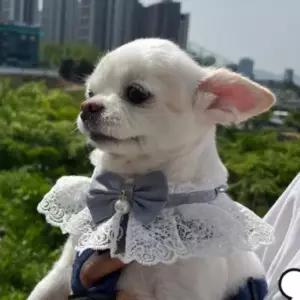 S 블루 강아지 고양이 레이스 리본 목카라 스카프 넥 강아지여름스카프 강아지케이프 강아지목카라 애견스