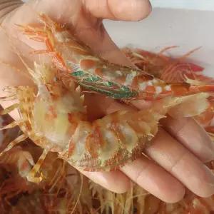독도 꽃새우 닭새우 500g 도화새우