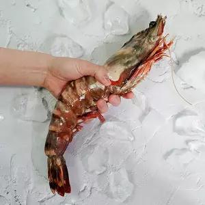 자연산 킹타이거새우 1kg 4미 특대
