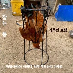 닭 도살 도축 대형 안심 가슴살 깔데기 탈모기 잡는기계
