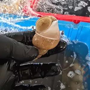 [장보리]국내산 당일조업 백골뱅이 백고동 소 1kg