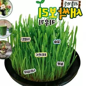 새싹보리 키우기 키트 재배기 국내산 수경식물 SL10915