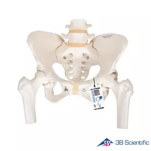 3B Scientific 인체모형 골반모형 A62 대퇴골두포함 여성골반