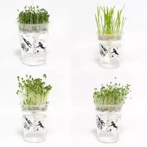 저면관수 미니화분 새싹 키우기 DIY 키트