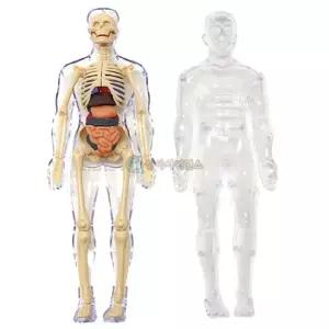 SA 4D 인체모형 해부학 퍼즐 1인용 과학체험 실험키트 놀이 조립 만들기