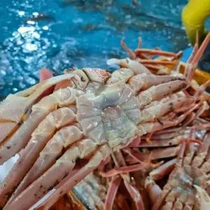[하이크랩 하이수산] 꽉~찬 살! 러시아 자숙 대게