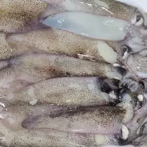 고소한 냉동 총알 한치 3kg 술안주 반찬 통찜 오징어