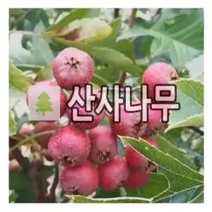 산사나무 묘목 실생2년 재배포트묘 5개